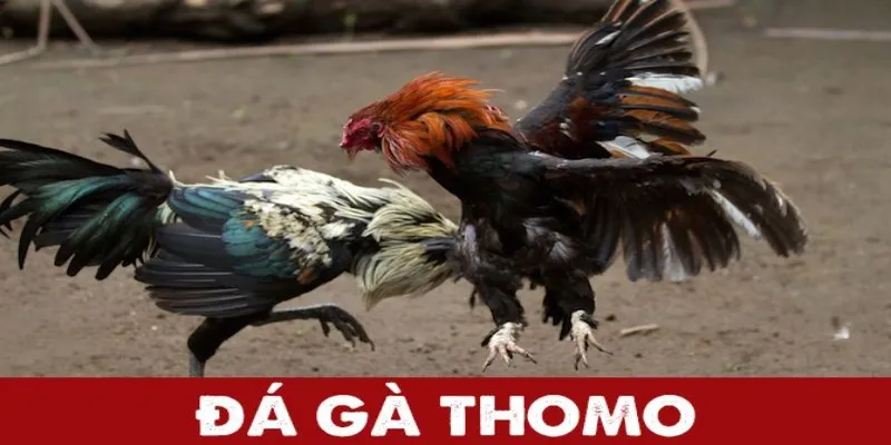 Đá gà thomo - Trải nghiệm đá gà truyền thống thú vị và lôi cuốn